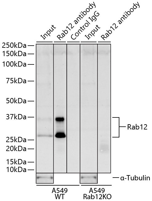 Rab12 Rabbit mAb [MJFF-A-3F6]