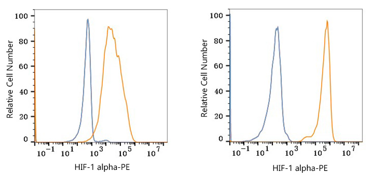 PE Rabbit anti-Human HIF-1 alpha mAb