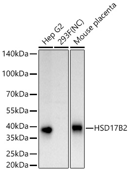 HSD17B2 Rabbit mAb