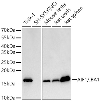 AIF1/IBA1 Mouse mAb