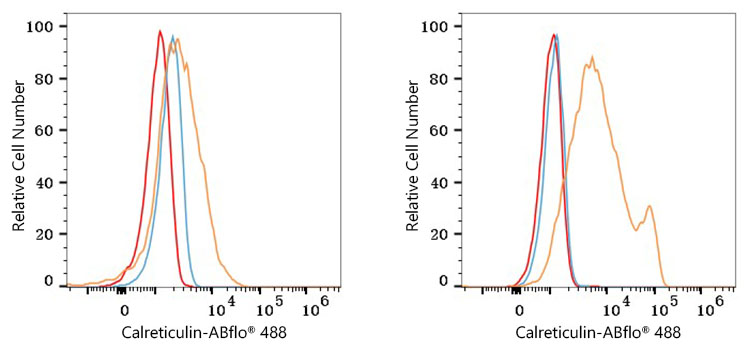 ABflo® 488 Rabbit anti-Human Calreticulin mAb