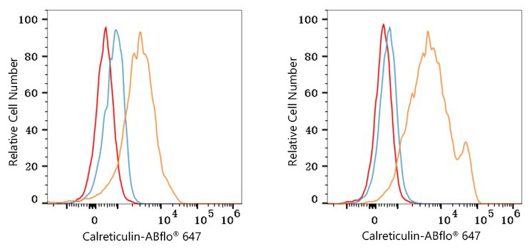 ABflo® 647 Rabbit anti-Human Calreticulin mAb