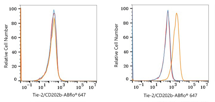 ABflo® 647 Rabbit anti-Human Tie-2/CD202b mAb