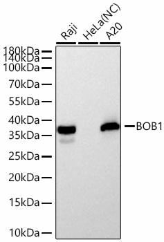 BOB1 Rabbit mAb