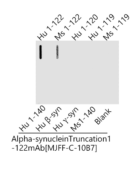 Alpha-synuclein Truncation 1-122 mAb [MJFF-D-10B7]