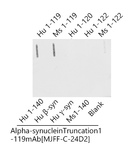 Alpha-synuclein Truncation 1-119 mAb [MJFF-C-24D2]