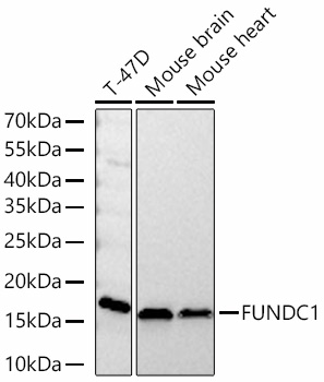 FUNDC1 Rabbit mAb	