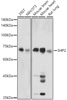 SHP2 Rabbit pAb