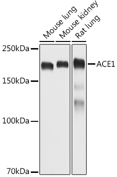 ACE1 Rabbit pAb