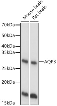 AQP3 Rabbit pAb