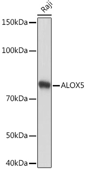 ALOX5 Rabbit mAb