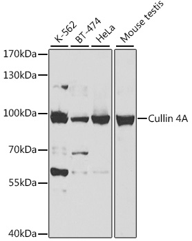 Cullin 4A Rabbit pAb