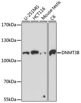 DNMT3B Rabbit pAb