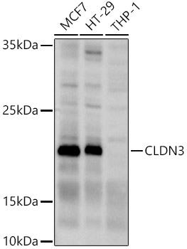 CLDN3 Rabbit pAb