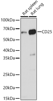 CD25 Rabbit pAb