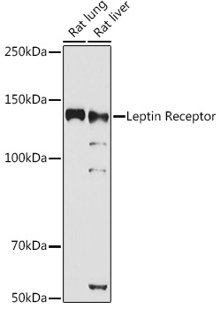 Leptin Receptor Rabbit pAb