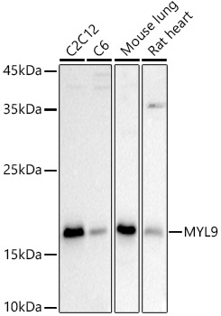 MYL9 Rabbit pAb