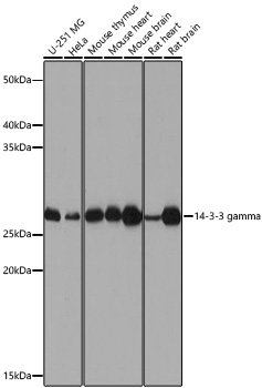 14-3-3 gamma Rabbit pAb