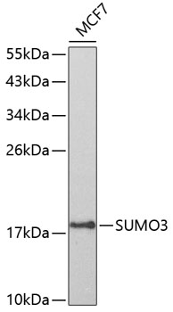 SUMO3 Rabbit pAb