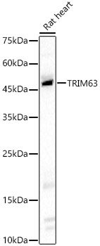 TRIM63 Rabbit pAb