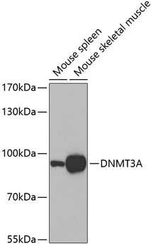 DNMT3A Rabbit pAb