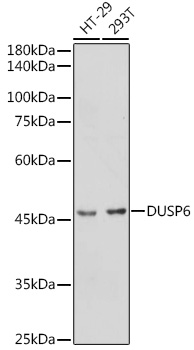 DUSP6 Rabbit pAb