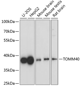 TOMM40 Rabbit pAb