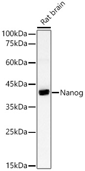 Nanog Rabbit pAb