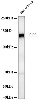 ROR1 Rabbit pAb