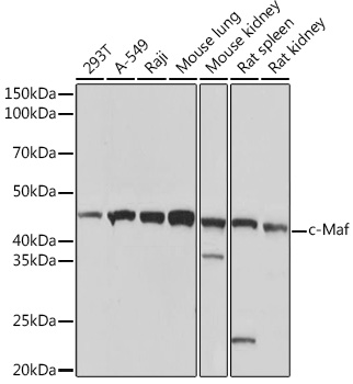 c-Maf Rabbit mAb