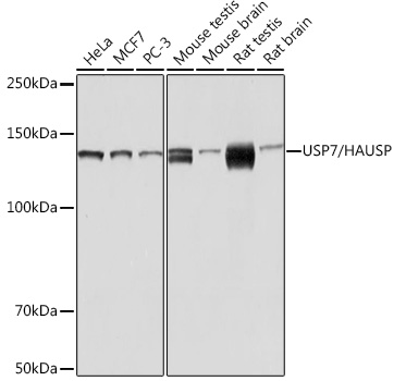 USP7/HAUSP Rabbit mAb