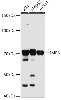 IMP3 Rabbit mAb