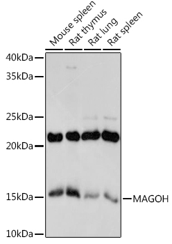 MAGOH Rabbit mAb