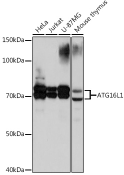 [KO Validated] ATG16L1 Rabbit mAb