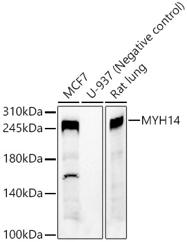 MYH14 Rabbit pAb