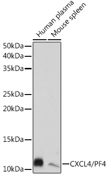 CXCL4/PF4 Rabbit mAb