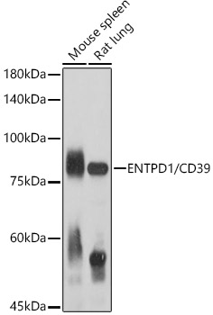 ENTPD1/CD39 Rabbit pAb