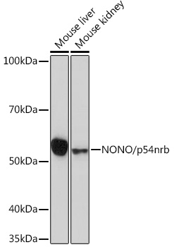 NONO/p54nrb Rabbit mAb