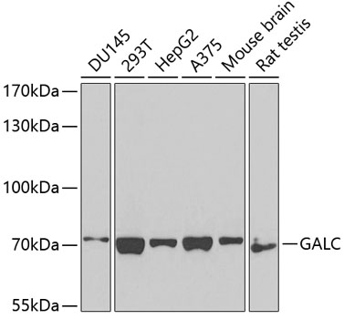 GALC Rabbit pAb