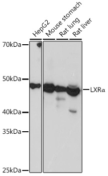 LXRα Rabbit mAb