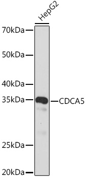 CDCA5 Rabbit mAb