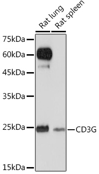 CD3G Rabbit mAb