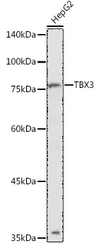 TBX3 Rabbit pAb