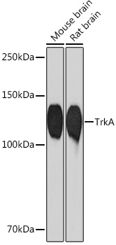 TrkA Rabbit mAb