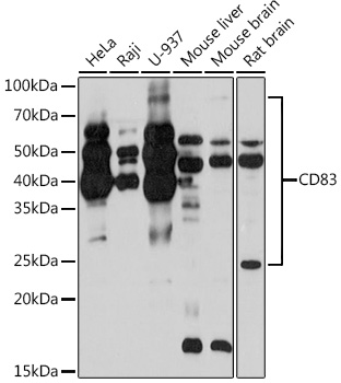 CD83 Rabbit mAb