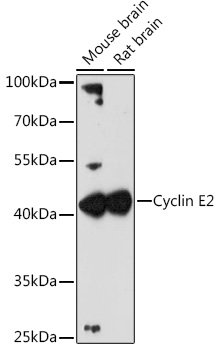 Cyclin E2 Rabbit pAb