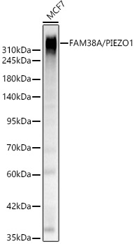 FAM38A/PIEZO1 Rabbit pAb