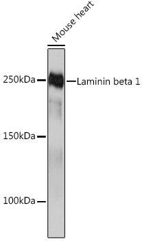 Laminin beta 1 Rabbit mAb