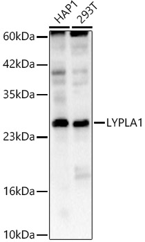 LYPLA1 Rabbit pAb