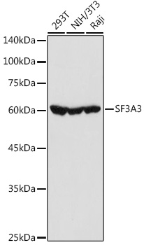 SF3A3 Rabbit pAb